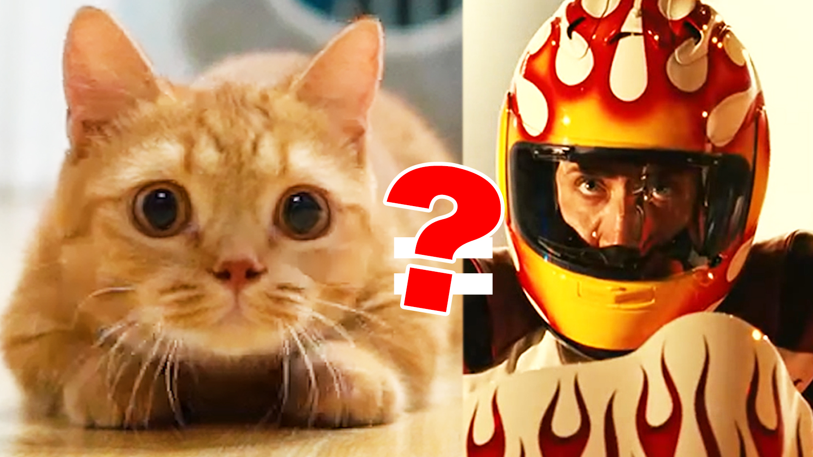 自从养了猫,邻居都以为我是修摩托的?